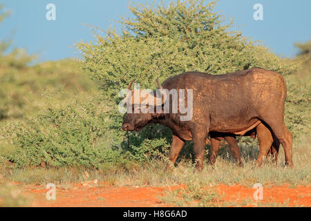 Un Buffle africain (Syncerus caffer) dans l'habitat naturel, Mokala National Park, Afrique du Sud Banque D'Images