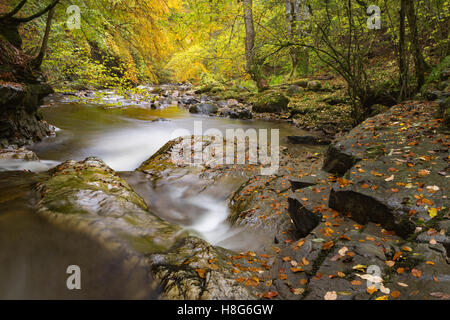 De Birks Aberfeldy le long du Moness brûler dans le Perthshire, en Écosse, est une explosion de couleurs en automne. Banque D'Images