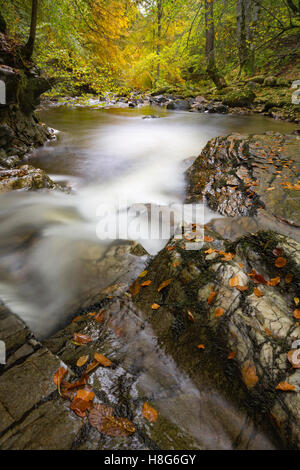 De Birks Aberfeldy le long du Moness brûler dans le Perthshire, en Écosse, est une explosion de couleurs en automne. Banque D'Images