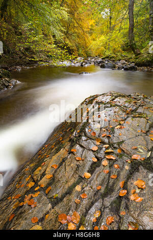 De Birks Aberfeldy le long du Moness brûler dans le Perthshire, en Écosse, est une explosion de couleurs en automne. Banque D'Images