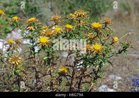 C'est la sauvagette Carlina vulgaris, le Caroline chardon, de la famille des Asteraceae (Compositae) Banque D'Images