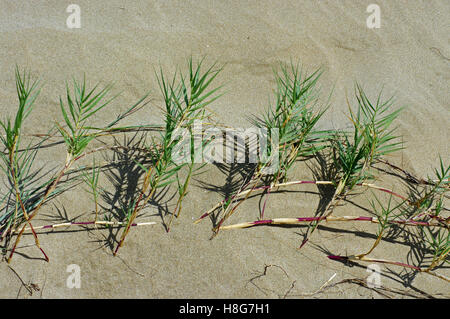 Sporobolus virginicus, la mer dropsead ou table d'eau salée, un pionnier-plantes dans les dunes de sable, famille des Poacées Banque D'Images