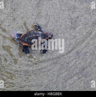 Le dirigeant d'une jeune tortue caouanne lentement en eau peu profonde sur la plage à Kiawah Island, Caroline du Sud. Banque D'Images