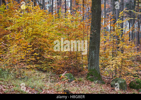 Forêt de hêtre colorés en automne Fagus sylvatica Banque D'Images