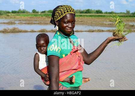 Le BURKINA FASO, Bobo Dioulasso, village de Bama, la riziculture, la production de semences de riz hybride pour NAFASO, champ de pépinière Banque D'Images