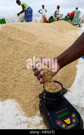 Le BURKINA FASO, Gaoua, la production de semences hybrides de riz pour Nafaso compagnie de semences, des femmes et de l'emballage à sec, peser le riz, indicateur d'humidité pour mesurer la teneur en humidité Banque D'Images