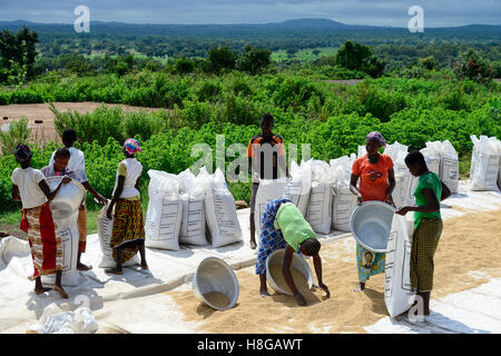 Le BURKINA FASO, Gaoua, la production de semences hybrides de riz pour Nafaso compagnie de semences, des femmes et de l'emballage à sec, peser le riz Banque D'Images