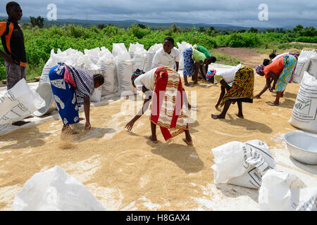 Le BURKINA FASO, Gaoua, la production de semences hybrides de riz pour Nafaso compagnie de semences, des femmes et de l'emballage à sec, peser le riz Banque D'Images