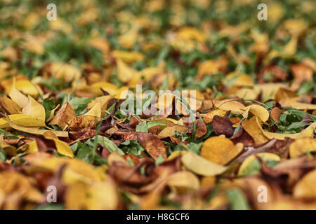 Les feuilles jaune et marron sur la pelouse à l'automne dans le jardin,Thaïlande. Banque D'Images