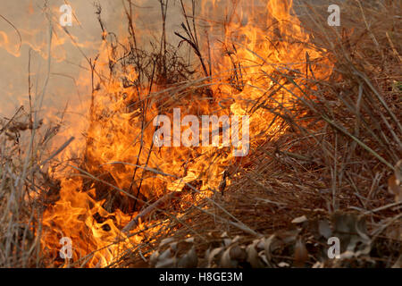 Les feux de l'été brûlant dans la forêt, en zone rurale de Khon Kaen, Thaïlande en raison du temps très chaud. Banque D'Images