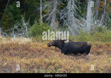 Une vache de l'orignal (Alces alces) en se promenant dans un champ dans le parc Algonquin au Canada Banque D'Images