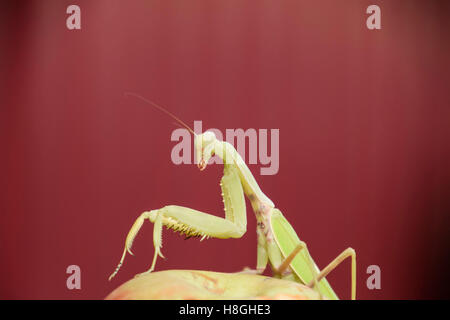 Le Mantis sur fond rouge. Les mantes religieuses. Prédateur d'insectes Mantis Banque D'Images