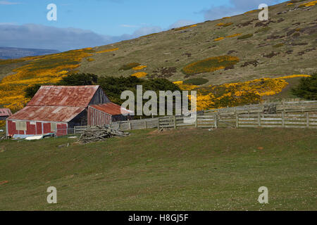 Les bâtiments de ferme au Règlement de l'île de la carcasse dans les îles Falkland. Banque D'Images