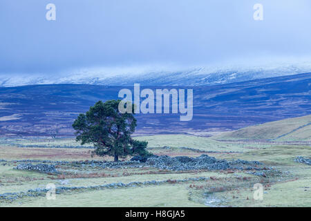 Les Cainrgorms parc national en Ecosse, Royaume-Uni. Banque D'Images