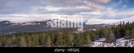 Glen et plus dans le Parc Forestier de Glenmore, Cairngorms en Écosse. Banque D'Images