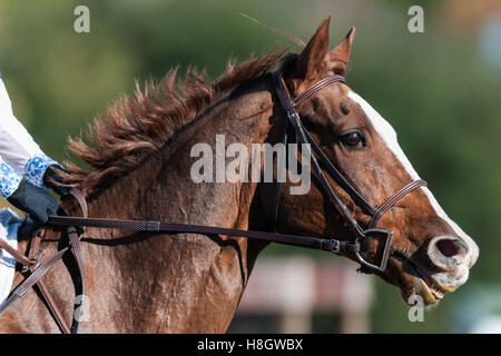 Raeford, North Carolina, États-Unis. Nov 11, 2016. 12 novembre 2016 - Raeford, North Carolina, USA - stock sélectionné des images de l'équestre Cheval de Guerre 2016 Championnats Série Événement, le 12 novembre à Carolina Horse Park à Raeford, N.C. Fondée en 2013 comme succursale de la cabine de la série d'événement, le Cheval de Guerre de la série d'événement se compose de cinq essais de chevaux et les tests combinés et attire les cavaliers et leurs chevaux à travers l'Est des États-Unis. © Timothy L. Hale/ZUMA/Alamy Fil Live News Banque D'Images