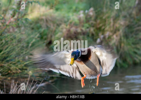 Melton Mowbray, Leicestershire, UK. 13 novembre, 2016. Canards et goélands bataille pour le week-end conseil bouts de pain alors que l'hiver approche. La visite des observateurs d'oiseaux observer dehors pour les pêcheurs, les visiteurs roi nourrir les canards colverts et Crédit : Clifford Norton/Alamy Live News Banque D'Images