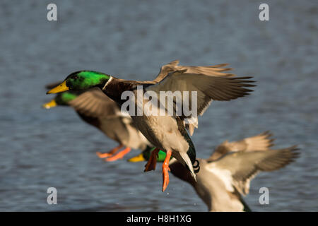 Melton Mowbray, Leicestershire, UK. 13 novembre, 2016. Canards et goélands bataille pour le week-end conseil bouts de pain alors que l'hiver approche. La visite des observateurs d'oiseaux observer dehors pour les pêcheurs, les visiteurs roi nourrir les canards colverts et Crédit : Clifford Norton/Alamy Live News Banque D'Images