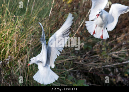 Melton Mowbray, Leicestershire, UK. 13 novembre, 2016. Canards et goélands bataille pour le week-end conseil bouts de pain alors que l'hiver approche. La visite des observateurs d'oiseaux observer dehors pour les pêcheurs, les visiteurs roi nourrir les canards colverts et Crédit : Clifford Norton/Alamy Live News Banque D'Images