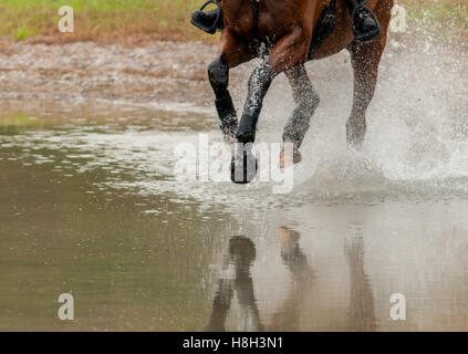 Raeford, North Carolina, États-Unis. 13Th Nov, 2016. 13 novembre 2016 - Raeford, North Carolina, USA - un cheval et cavalier dans l'eau sur le parcours de cross-country à l'événement 2016 Cheval de Guerre Championnats série, le 13 novembre à Carolina Horse Park à Raeford, N.C. Fondée en 2013 comme succursale de la cabine de la série d'événement, le Cheval de Guerre de la série d'événement se compose de cinq essais de chevaux et les tests combinés et attire les cavaliers et leurs chevaux à travers l'Est des États-Unis. Credit : Timothy L. Hale/ZUMA/Alamy Fil Live News Banque D'Images