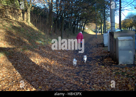 Vieille dame deux chiens blancs en feuilles d'automne Banque D'Images