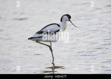 Une avocette élégante (Recurvirostra avosetta) se percher dans les eaux peu profondes, Minsmere, Suffolk, UK Banque D'Images