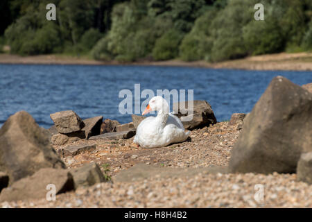 Le repos de l'oie au réservoir Swinsty, Yorkshire du Nord. Banque D'Images