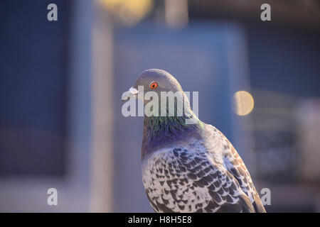 Pigeon Banque D'Images