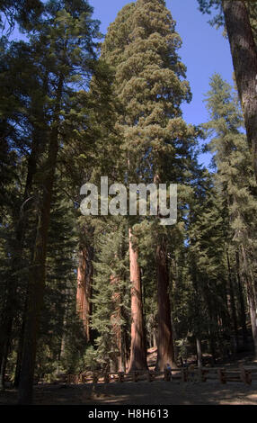 U.S.A.;CALIFORNIE SEQUOIA NATIONAL PARK "LE SÉNAT' SEQUOIA FOREST AREA Banque D'Images