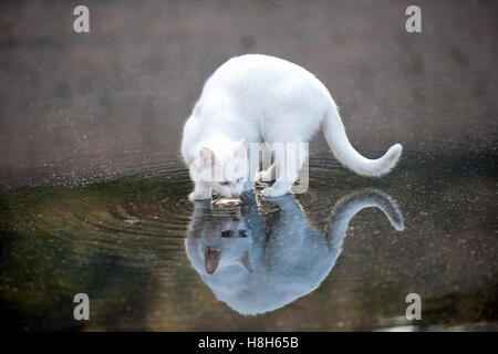 Frankreich, Cote d Azur, Le Cannet, Cat boire d'une flaque d'eau Banque D'Images