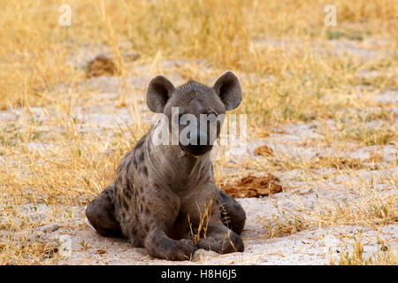 La Hyène tachetée chasse de l'Afrique aussi un prédateur craint beaucoup la hyène est de l'Afrique les plus grands carnivores en commun Banque D'Images