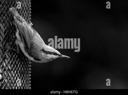 Une tête blanche, un petit oiseau des bois dodus perché sur une preuve d'écureuil mangeoire pour oiseaux. Banque D'Images