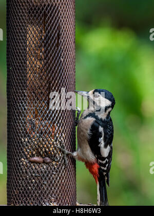 Les écrous en pic d'une preuve d'écureuil mangeoire pour oiseaux. Banque D'Images