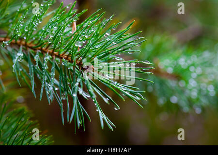 Des gouttes d'eau sur le vert des aiguilles de pin (libre) Banque D'Images