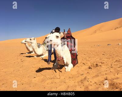 L'équitation de chameau à Taghit Bechar, Algérie, Désert Banque D'Images