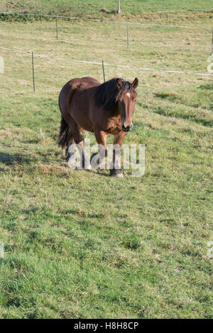 Jeune cheval à sang froid à marcher en direction de la caméra sur un pâturage clôturé Banque D'Images