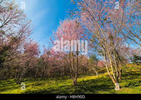 Wild cherry (Prunus fleurs de l'himalaya cerasoides),fleur Tigre Géant en Thaïlande. Banque D'Images