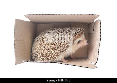 Hedgehog debout dans la boîte de papier brun sur fond blanc. Banque D'Images