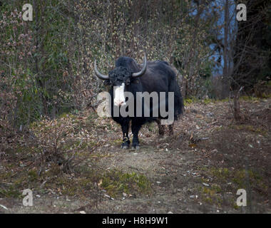 Yak (Bos grunniens) pâturage dans la forêt, le Bhoutan, l'Asie du Sud Banque D'Images