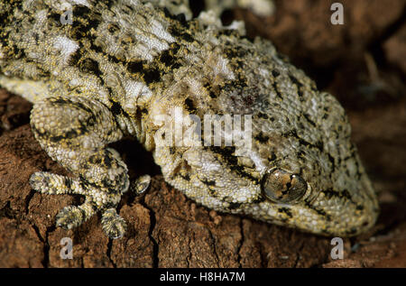 Mur Mauresque ou commun Gecko (Tarentola mauritanica), Maroc Banque D'Images