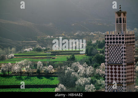 La floraison des amandiers, Atlas, Maroc, Afrique du Nord Banque D'Images