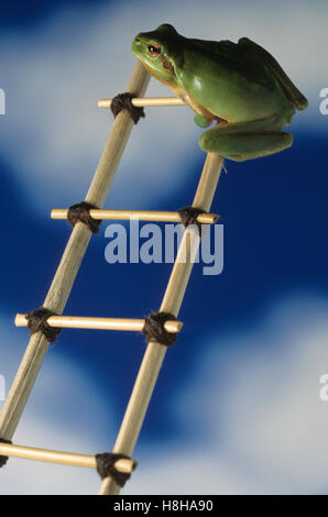 Stripeless tree frog (Hyla meridionalis) sur une échelle Banque D'Images