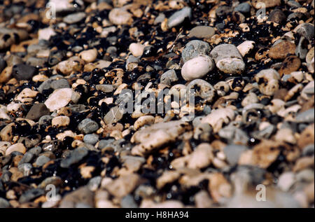 Cailloux recouvert d'huile sur la plage de Menton, France, Europe Banque D'Images