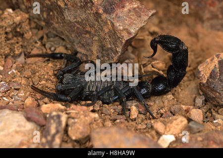 Fattail ou scorpion scorpion à queue grasse (espèce Androctonus mauritanicus), Maroc Banque D'Images