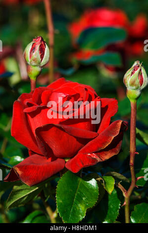 Rose Thé hybride Rosa 'Ingrid Bergman". London UK Banque D'Images