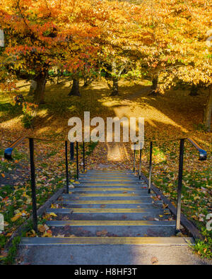 Étapes menant à un parc coloré d'automne Banque D'Images