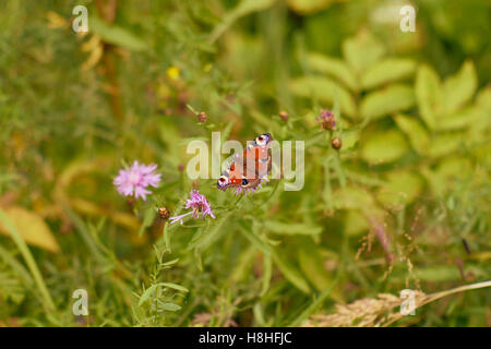 Papillon paon sur clover Banque D'Images