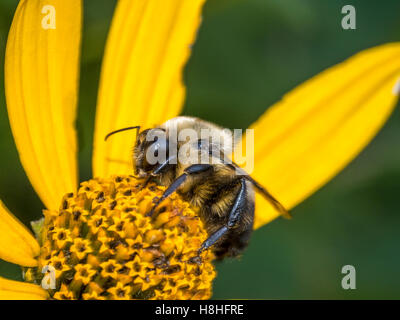 Bumblebee, également écrit bourdon, est un membre de l'abeille genre Bombus, dans la famille Apidae Banque D'Images