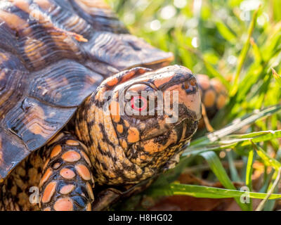 Tortue tabatière Terrapene carolina carolina dans l'herbe d'une pelouse dans Central Park, NYC Banque D'Images