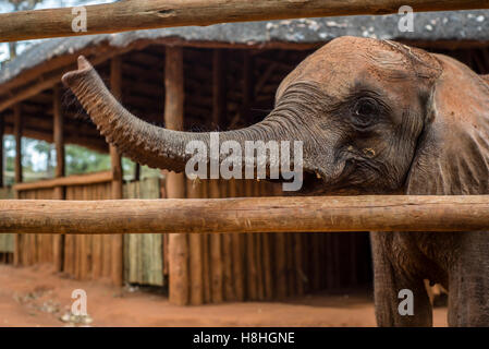 Un bébé éléphant orphelin à partir de l'orphelinat des éléphants à l'éléphant Lilayi projet Pépinière à Lusaka, Zambie. Le projet d'orphelinat des éléphants est le premier centre de rééducation de son genre dans la région de l'Afrique australe. Les éléphants passent la plupart de leur temps à l'extérieur de l'orphelinat pour s'adapter à la faune. Aider les éleveurs à être enregistré et également les nourrir toutes les 3 heures. D'autres personnes ne peuvent pas toucher les animaux ou être près d'eux, de sorte que les animaux ne sont pas utilisées à l'attention des humains. Après la réhabilitation, les éléphants sont déplacés à Kafue National Park. Banque D'Images